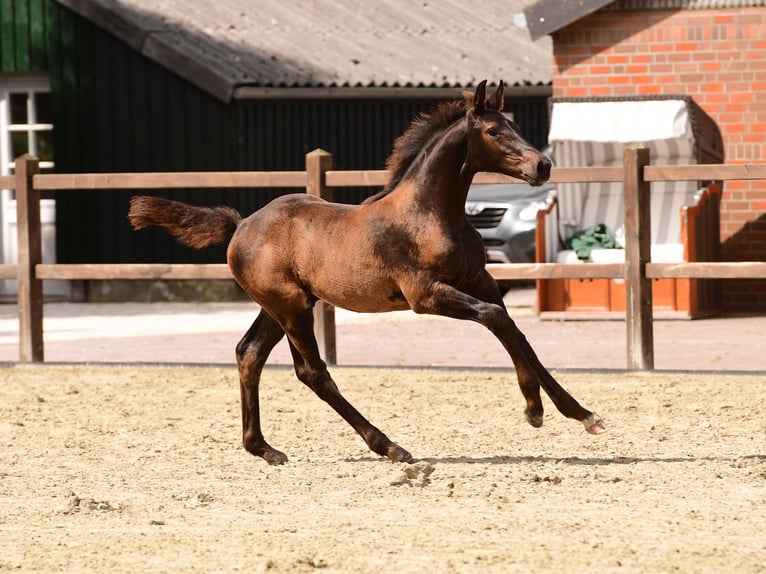 Holsteiner Hengst 1 Jahr Schwarzbrauner in Süderende/Föhr