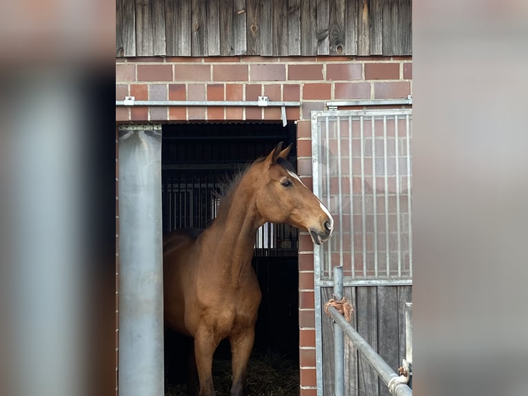 Holsteiner Hengst 25 Jahre 170 cm Hellbrauner in Bottrop Holsteiner Hengst 25 Jahre 170 cm Hellbrauner in Bottrop