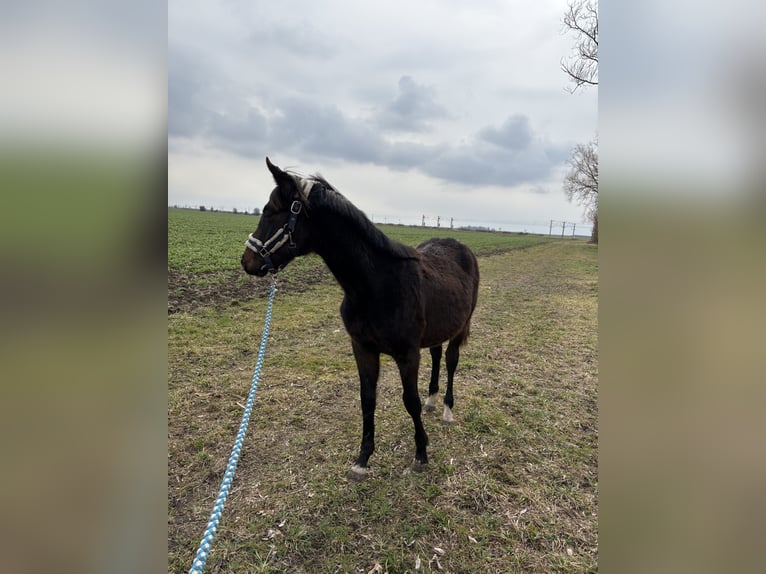 Holsteiner Hengst 2 Jaar 155 cm Bruin in Kabelsketal