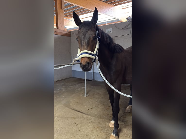 Holsteiner Hengst 2 Jaar 155 cm Bruin in Kabelsketal