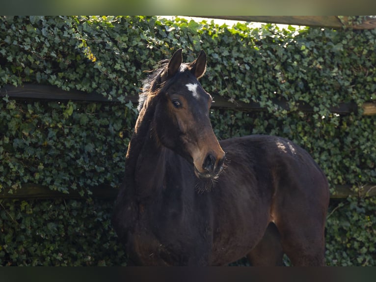 Holsteiner Hengst 2 Jaar 157 cm Bruin in Waddinxveen