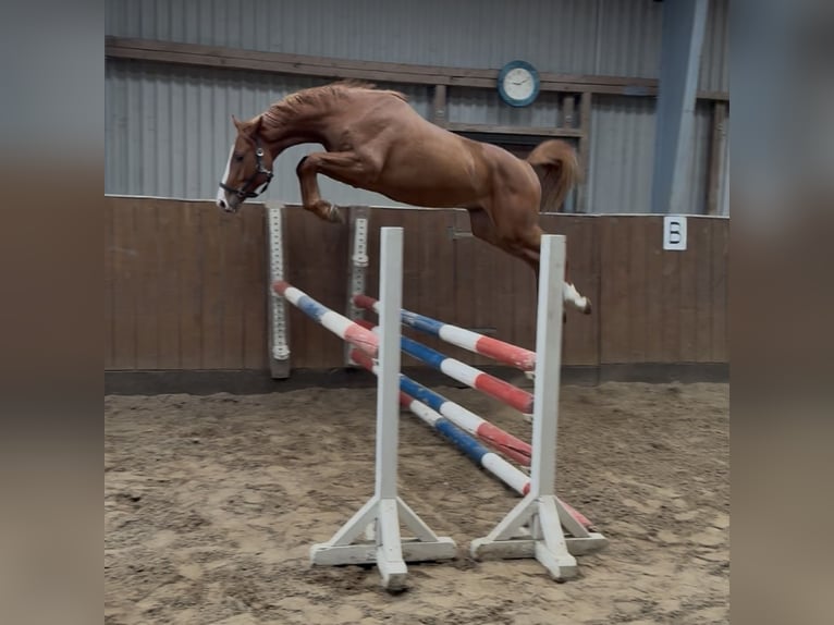 Holsteiner Hengst 2 Jaar 161 cm Vos in Kollmar