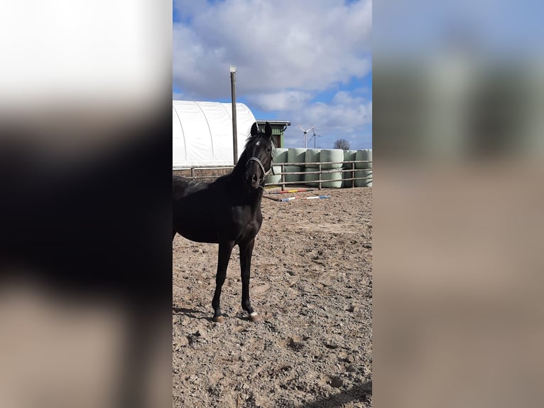 Holsteiner Hengst 2 Jaar 162 cm Zwartbruin in Kaiser-Willhelm-Koog