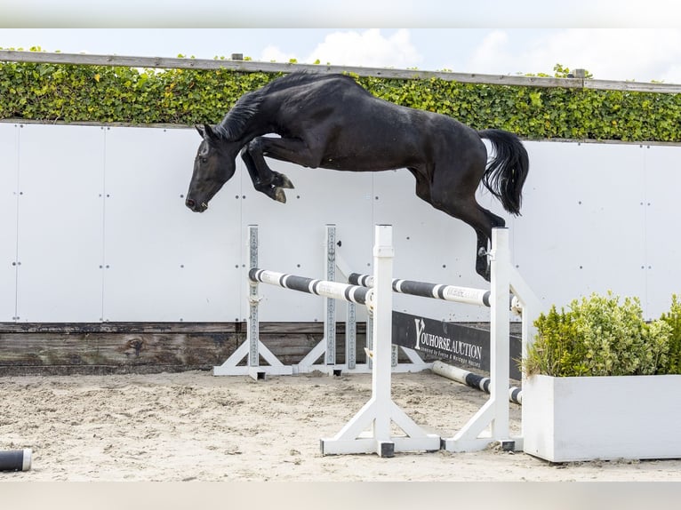 Holsteiner Hengst 2 Jaar 163 cm  in Waddinxveen