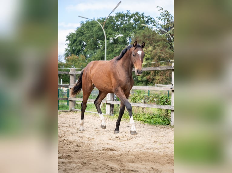Holsteiner Hengst 2 Jaar 165 cm Bruin in Oeversee