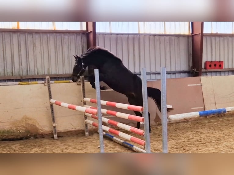 Holsteiner Hengst 2 Jaar 165 cm Bruin in Paderborn