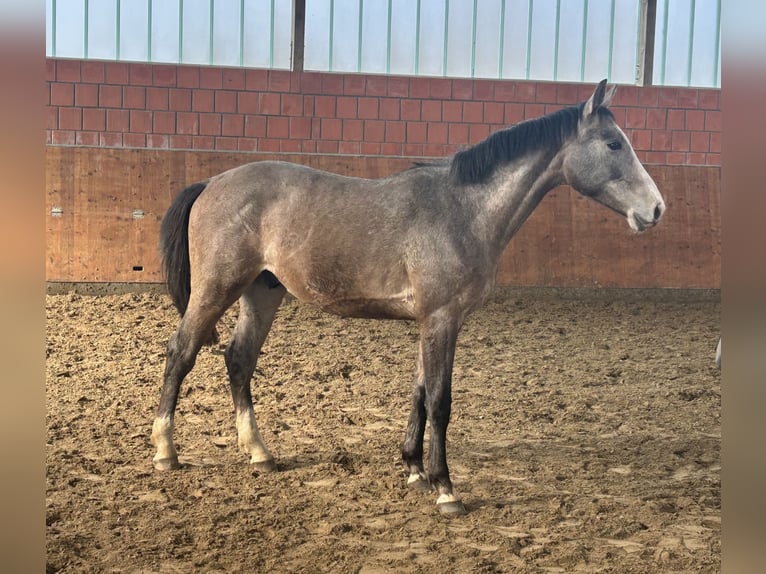 Holsteiner Hengst 2 Jaar 165 cm Schimmel in Bargenstedt
