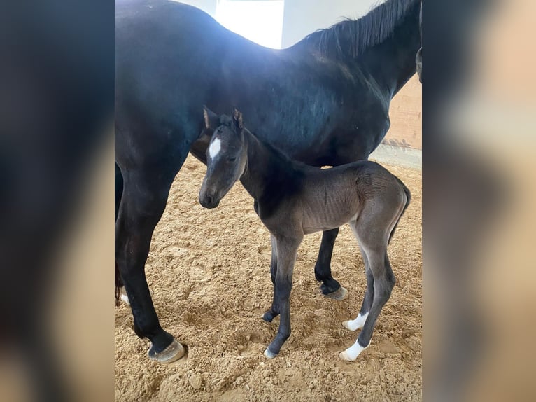 Holsteiner Hengst 2 Jaar 165 cm Zwartbruin in Hamburg Osdorf