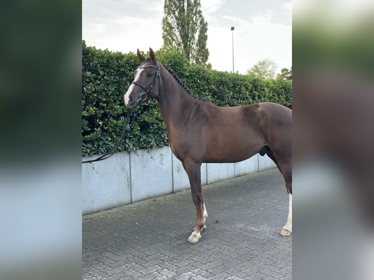 Holsteiner Hengst 2 Jaar 166 cm Vos in Meldorf