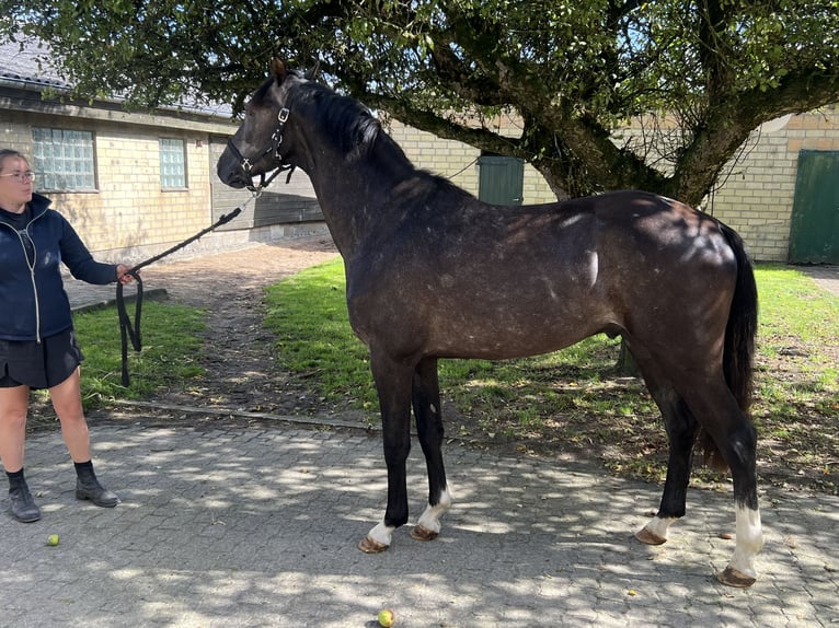 Holsteiner Hengst 2 Jaar 167 cm Zwartschimmel in Selk