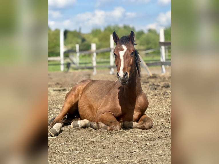 Holsteiner Hengst 2 Jaar 168 cm Bruin in Świekatowo