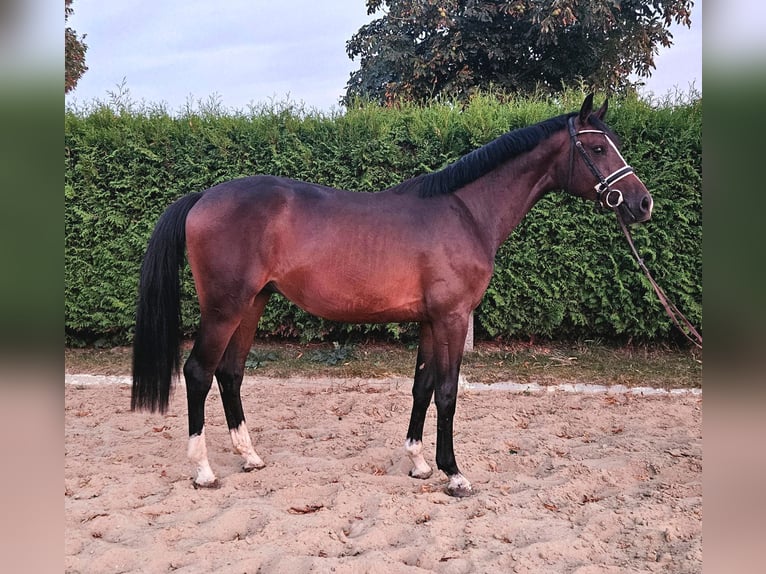 Holsteiner Hengst 2 Jaar 168 cm Bruin in Hohenmocker