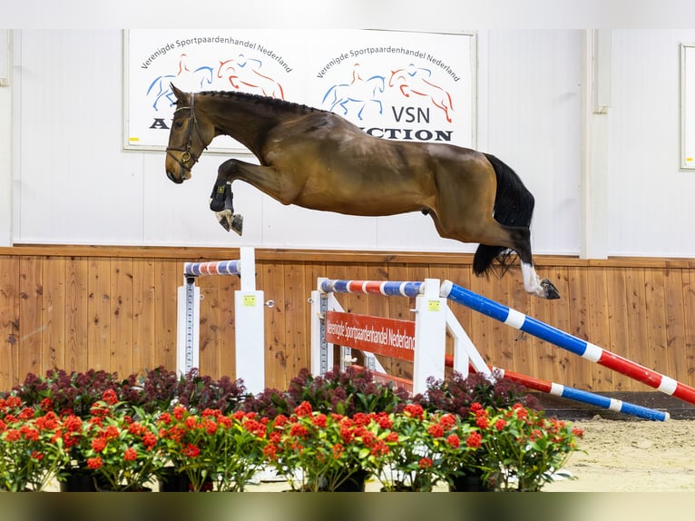 Holsteiner Hengst 2 Jaar 168 cm Donkerbruin in Ommen