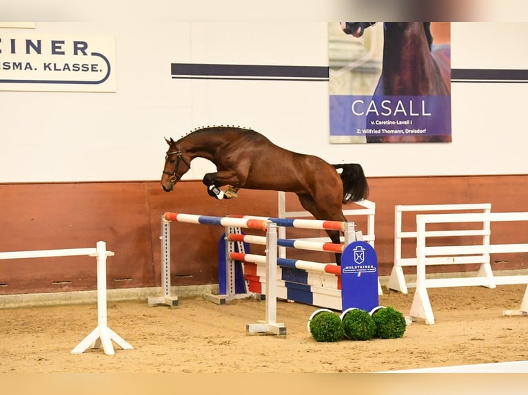 Holsteiner Hengst 2 Jaar 169 cm Donkerbruin in Struvenhütten