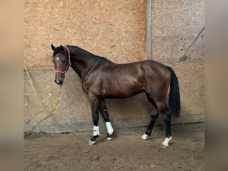 Holsteiner Hengst 2 Jaar 169 cm Donkerbruin in Struvenhütten