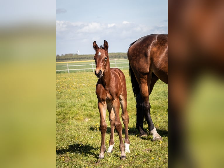 Holsteiner Hengst 2 Jaar 170 cm Bruin in Averlak