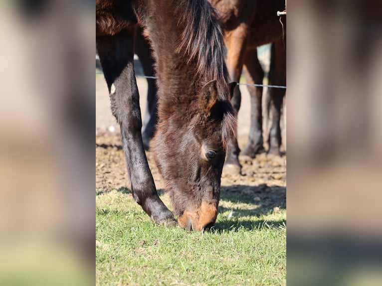 Holsteiner Hengst 2 Jaar 170 cm Donkerbruin in Todendorf