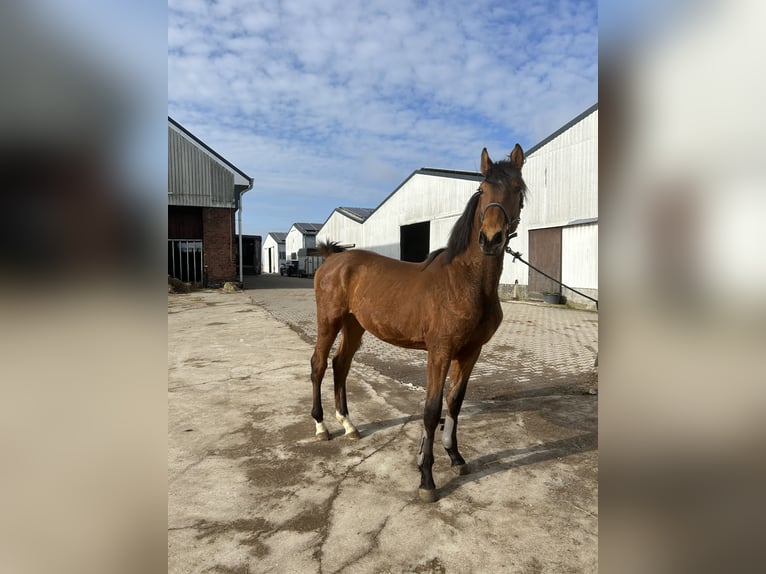 Holsteiner Hengst 2 Jaar Bruin in Neuenkirchen