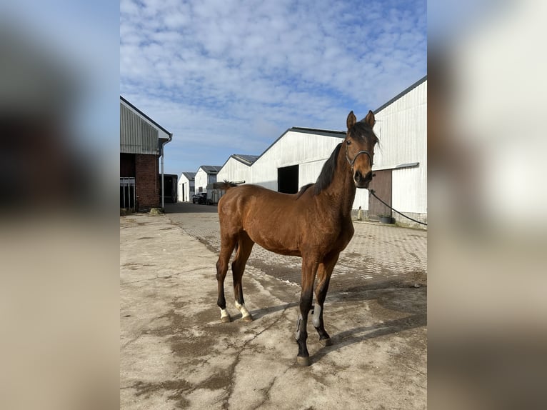 Holsteiner Hengst 2 Jaar Bruin in Neuenkirchen