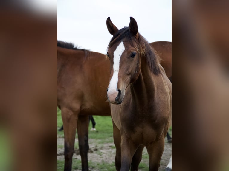 Holsteiner Hengst 2 Jaar Bruin in Borsfleth