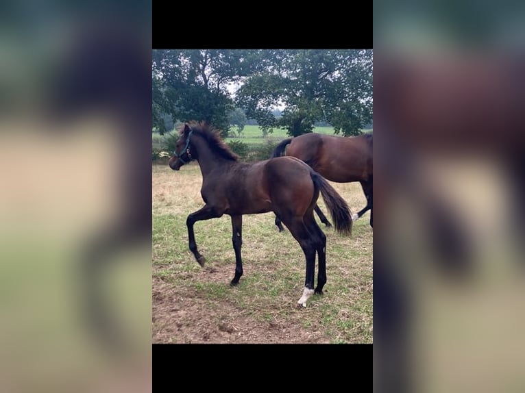 Holsteiner Hengst 2 Jaar Bruin in Windeby