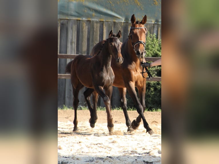 Holsteiner Hengst 2 Jaar Zwartbruin in Grasberg