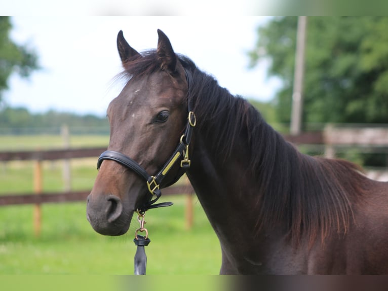 Holsteiner Hengst 2 Jaar Zwartbruin in Grasberg