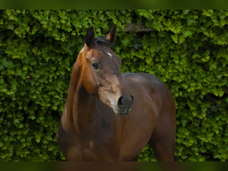 Holsteiner Hengst 2 Jahre 152 cm Brauner in Waddinxveen