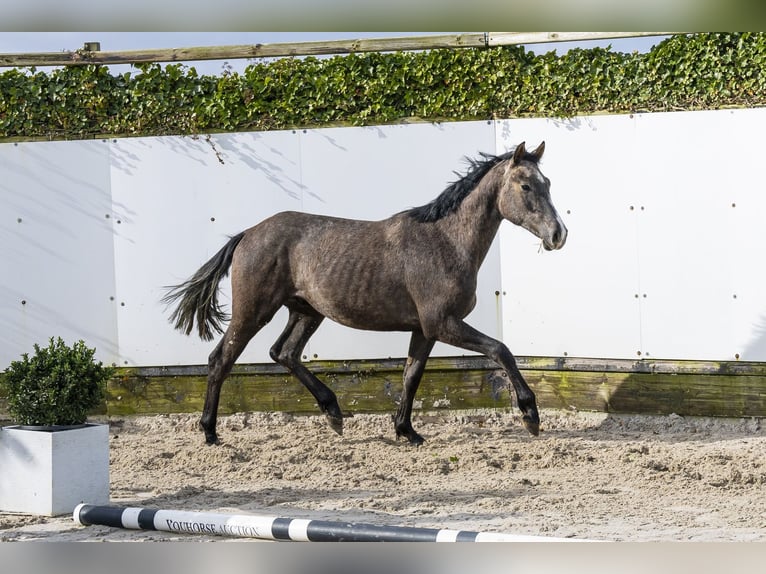 Holsteiner Hengst 2 Jahre 155 cm Schimmel in Waddinxveen