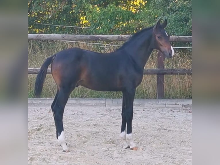 Holsteiner Hengst 2 Jahre 165 cm Brauner in Nienhagen