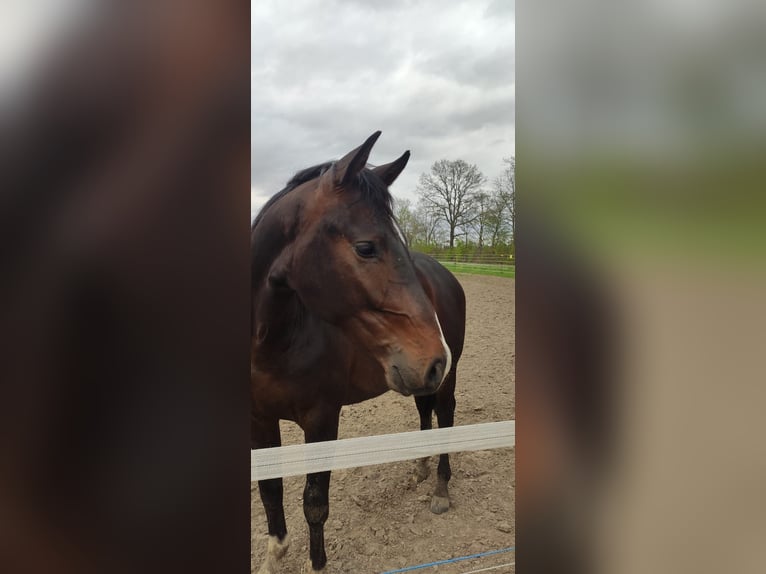 Holsteiner Hengst 2 Jahre 165 cm Brauner in Nienhagen