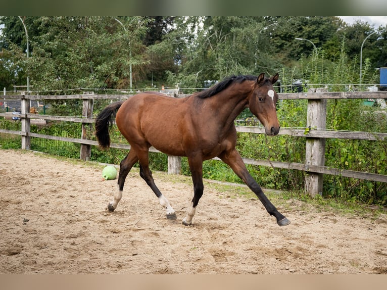 Holsteiner Hengst 2 Jahre 165 cm Brauner in Oeversee