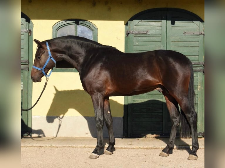 Holsteiner Hengst 2 Jahre 167 cm Dunkelbrauner in Murska Soboda