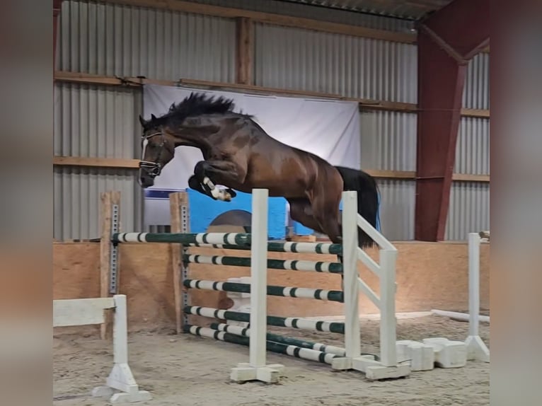 Holsteiner Hengst 2 Jahre 168 cm Brauner in Hohenmocker