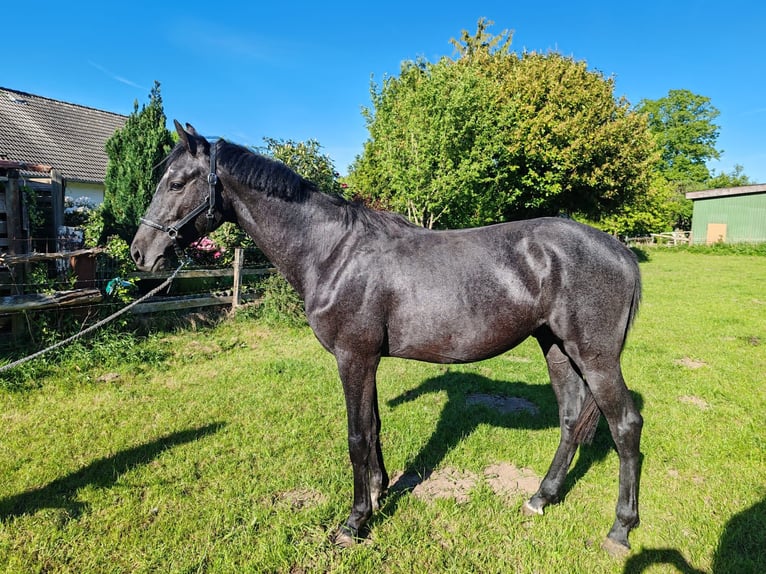 Holsteiner Hengst 2 Jahre 168 cm Schimmel in Remmels