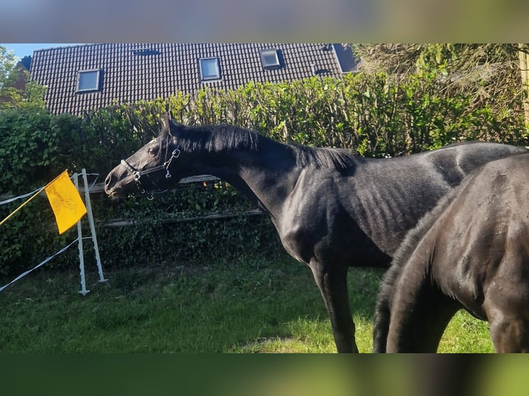 Holsteiner Hengst 2 Jahre 168 cm Schimmel in Remmels