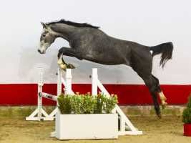 Holsteiner Hengst 2 Jahre 168 cm Schimmel in Waddinxveen