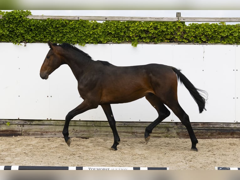 Holsteiner Hengst 2 Jahre 169 cm Dunkelbrauner in Waddinxveen
