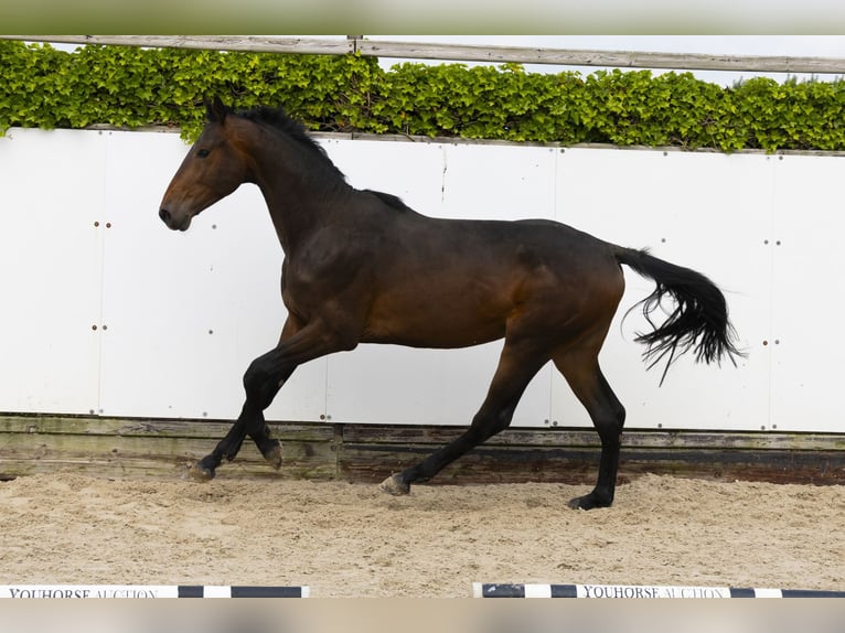 Holsteiner Hengst 2 Jahre 169 cm Dunkelbrauner in Waddinxveen