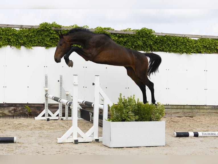 Holsteiner Hengst 2 Jahre 169 cm Dunkelbrauner in Waddinxveen
