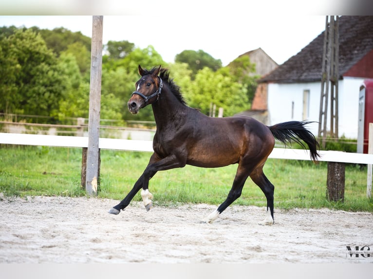 Holsteiner Hengst 2 Jahre 175 cm Schwarzbrauner in Bobrowice