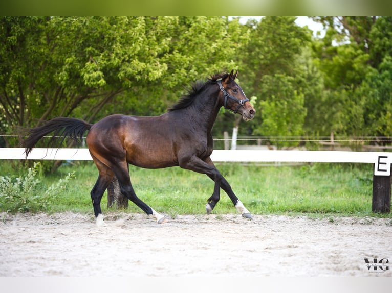 Holsteiner Hengst 2 Jahre 175 cm Schwarzbrauner in Bobrowice