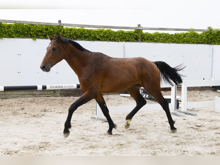 Holsteiner Hengst 3 Jaar 164 cm Bruin in Waddinxveen