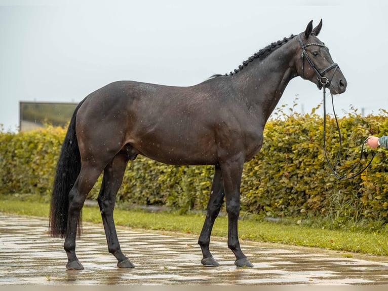 Holsteiner Hengst 3 Jaar 164 cm Zwart in Gomadingen