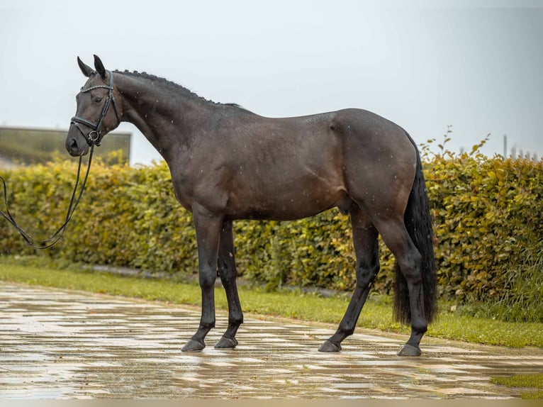 Holsteiner Hengst 3 Jaar 164 cm Zwart in Gomadingen