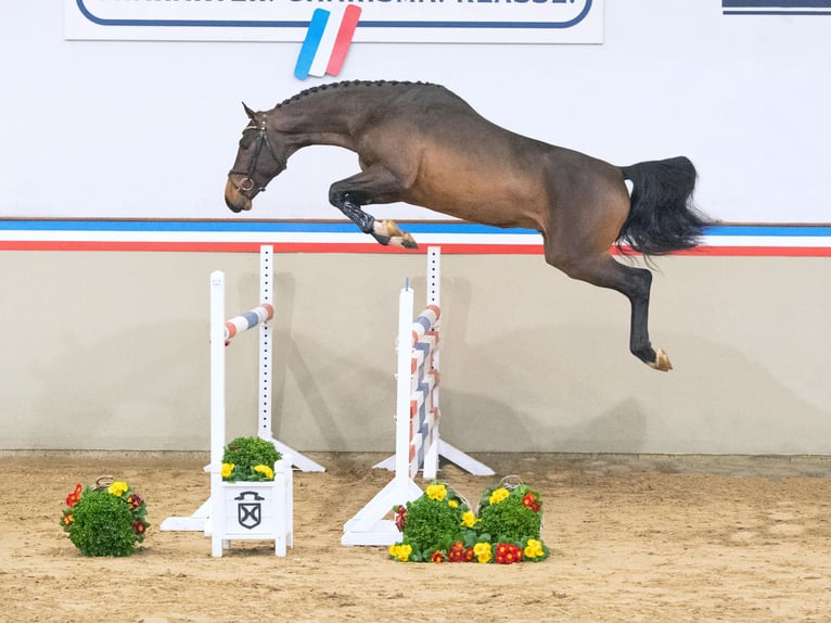 Holsteiner Hengst 3 Jaar 165 cm Bruin in Elmshorn