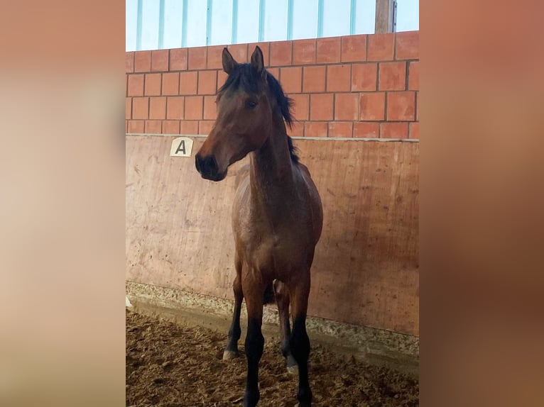 Holsteiner Hengst 3 Jaar 165 cm Bruin in Bargenstedt