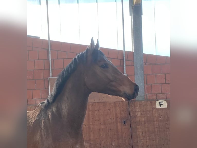 Holsteiner Hengst 3 Jaar 165 cm Bruin in Bargenstedt