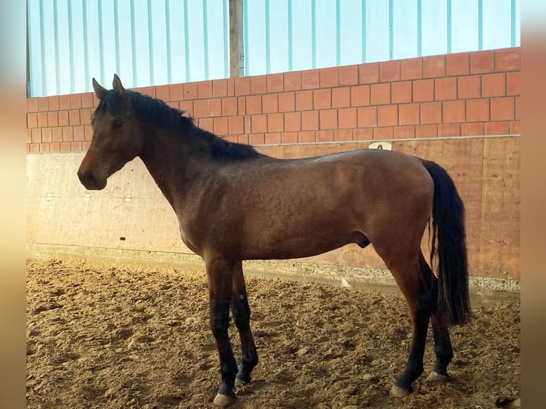 Holsteiner Hengst 3 Jaar 165 cm Bruin in Bargenstedt