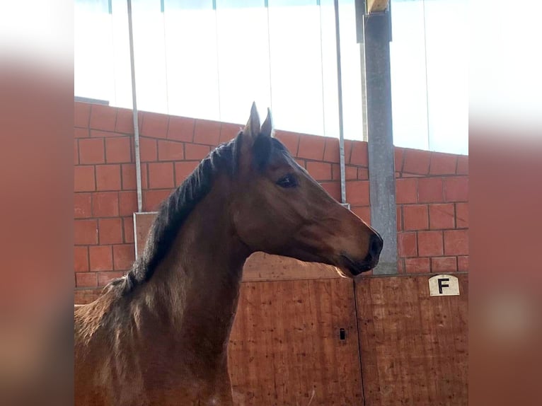 Holsteiner Hengst 3 Jaar 165 cm Bruin in Bargenstedt